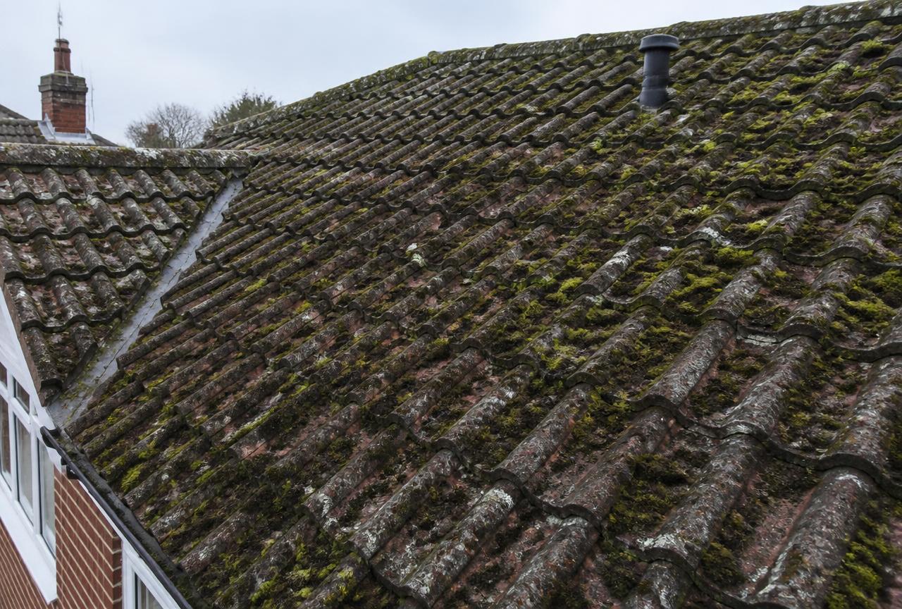 Toiture en tuiles envahie par la mousse et le lichen avant nettoyage